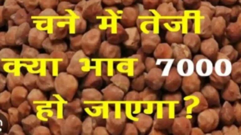 चने में आई ₹400 की तूफानी तेजी जाने आज की तेजी मंदी और भाव chane ka bhav || chana rate today