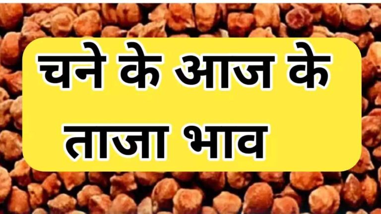 आज के चने के ताजा भाव जाने कितनी तेजी मंदी रही सभी मंडियों के भाव chana rate today