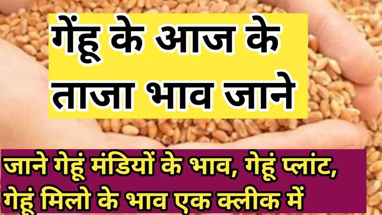 गेहूं के आज के ताजा भाव गेहूं प्लांट के भाव गेहूं मिल के भाव gehu ke taja bhav wheat rate today