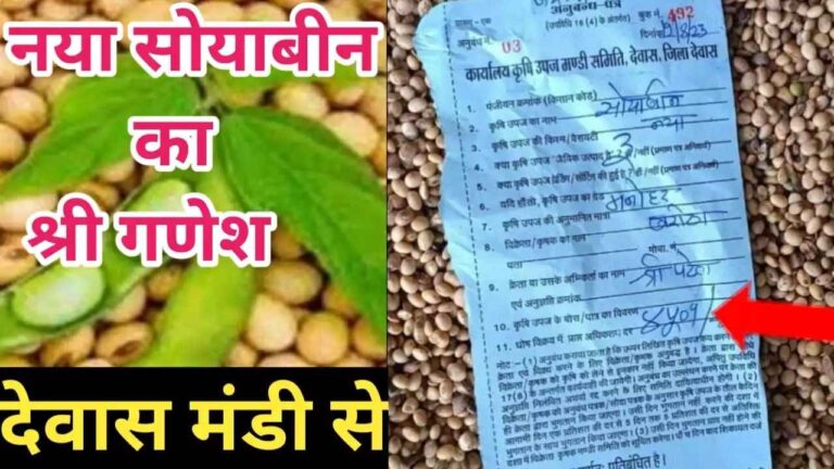 {ये लो नई सोयाबीन} का श्रीगणेश हुआ आज के सोयाबीन के ताजा भाव जाने soyabean rate today