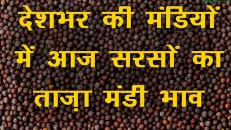 सरसों के ताजा भाव सभी मंडियों से जाने sarso rate today sarso ke aaj ke taja bhav