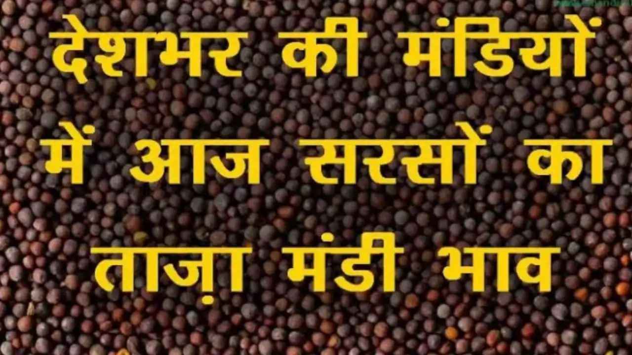सरसों के ताजा भाव सभी मंडियों से जाने sarso rate today sarso ke aaj ke taja bhav