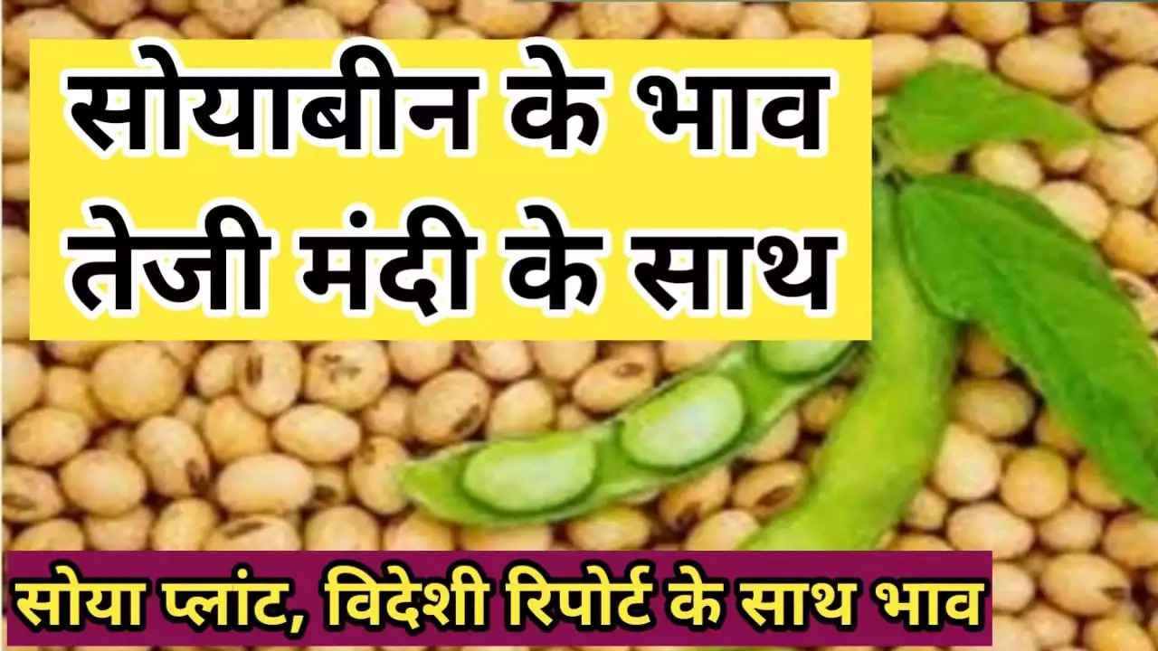 सोयाबीन के ताजा भाव तेजी मंदी रिपोर्ट के साथ जाने soyabean ke taja aaj ke bhav