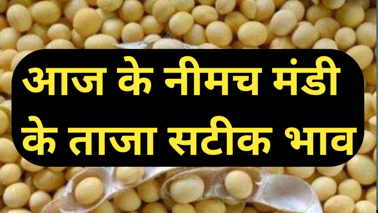 आज के नीमच मंडी के ताजा भाव Neemach mandi rate today || neemach mandi rate today