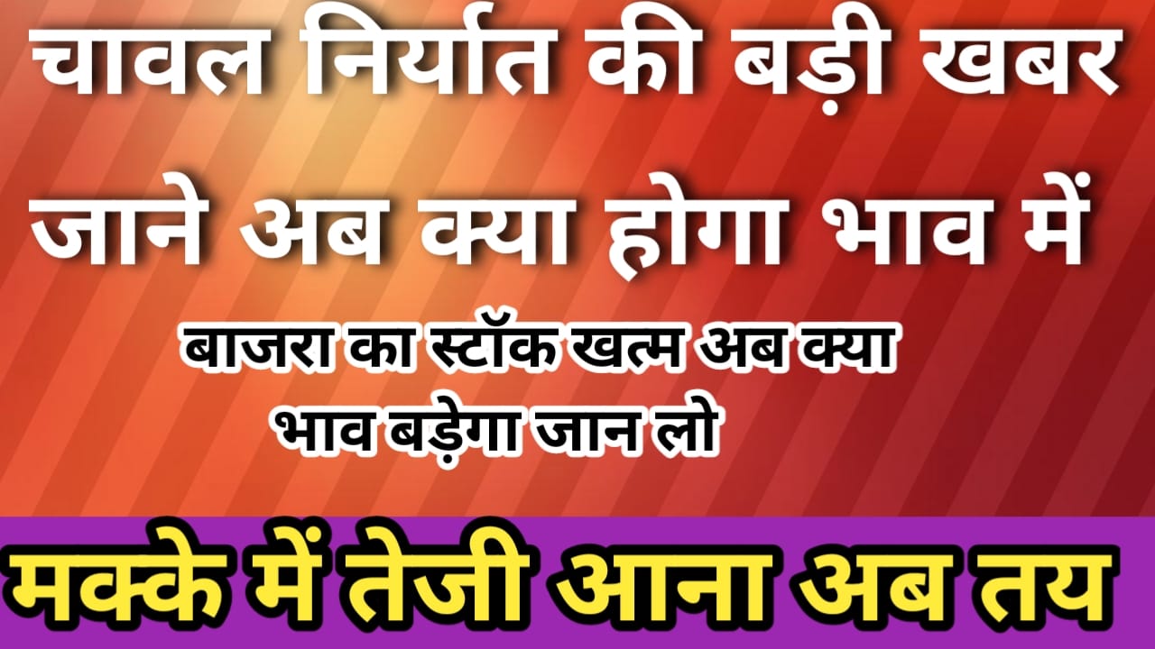 चावल मक्का और बाजरे में आगे क्या करें जाने इस रिपोर्ट में