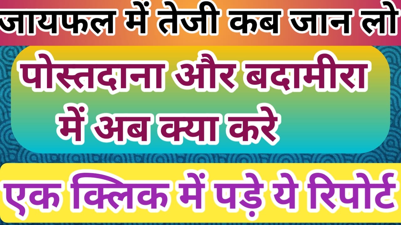 जायफल पोस्ता दाना बादामगिरी का भविष्य कैसा रहेगा जाने इस तेजी मंदी रिपोर्ट में