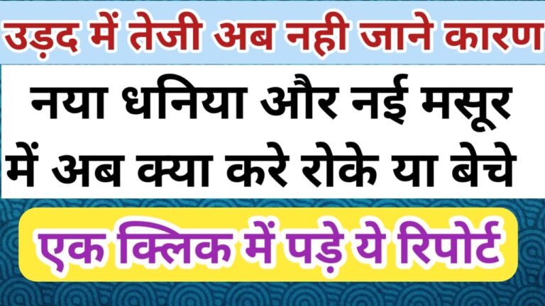नई मसूर नई धनिया और उड़द में कब आएगी तेजी जाने इस रिपोर्ट में कब बेचना है