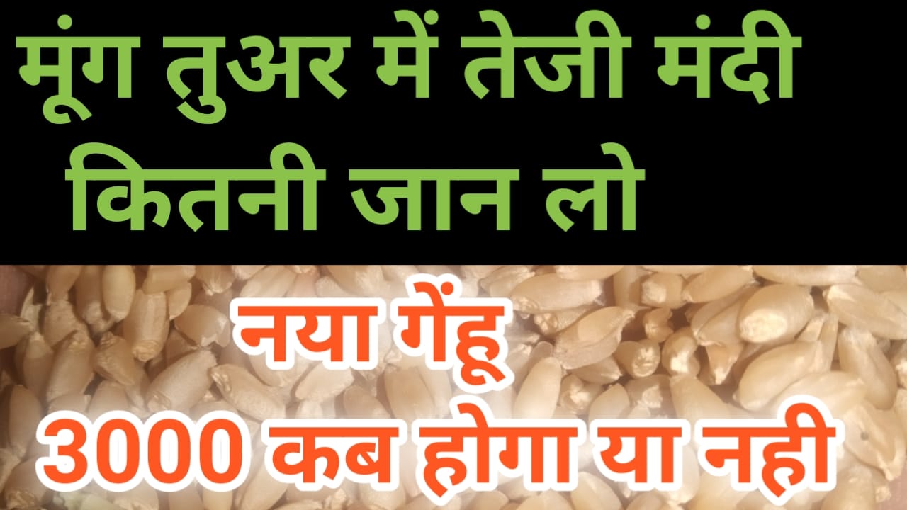 नया गेहूं 3000 होगा या नहीं मूंग तुवर तेजी मंदी रिपोर्ट भी जाने