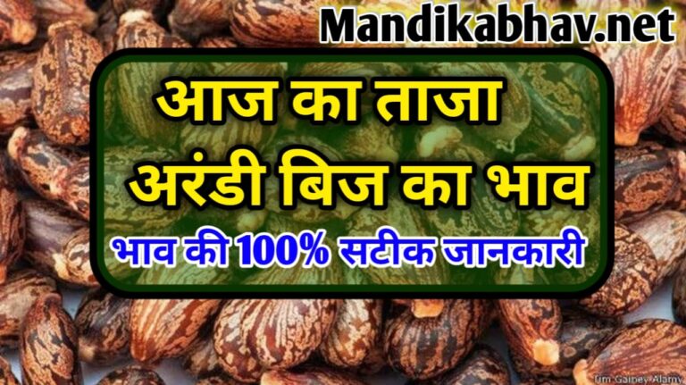 arandi ka aaj ka bhav aaj ka taja arandi ka bhav 2024