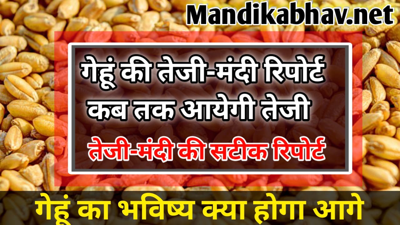 गेहूं तेजी-मंदी रिपोर्ट(The future of wheat gehu ka bhav kab badega