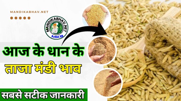 Dhan ka Bhav आज का ताजा धान का भाव