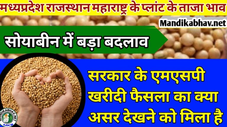 Soyabean Price Today