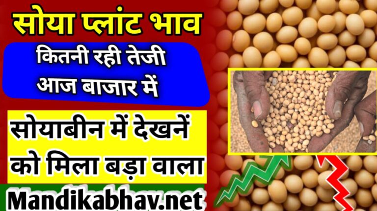 Aaj ka soya plant rate सोयाबीन प्लांट में बड़ा बताओ देख ताजा रेट !