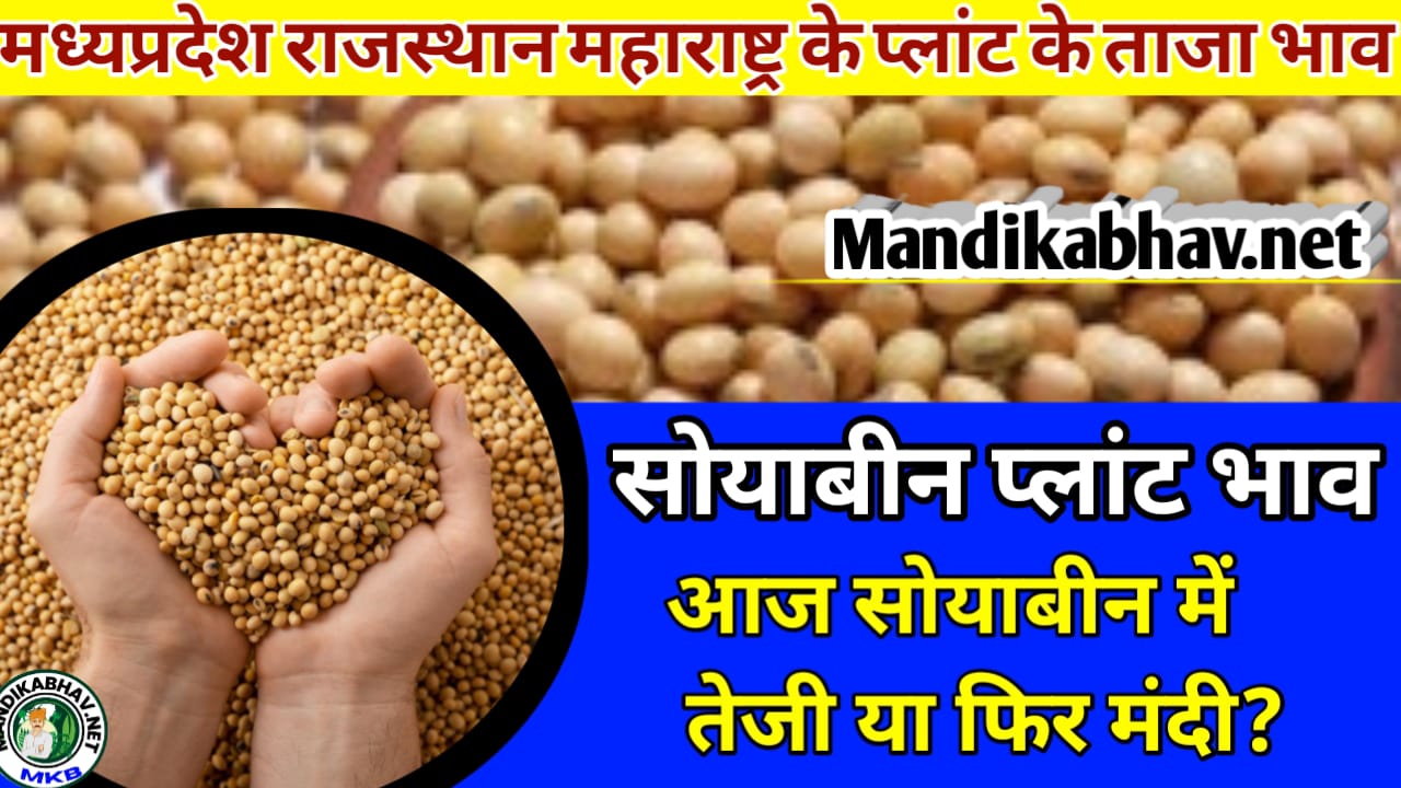 Aaj ka taja soyabean plant bhav MP और महाराष्ट्र प्लांट भाव !