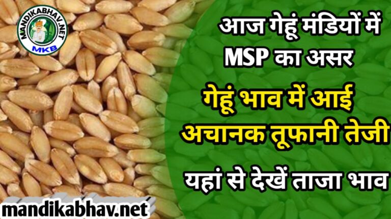 Gehu Mandi rate Today MSP में बढ़ोतरी से आज गेहूं में कितनी तेजी रही