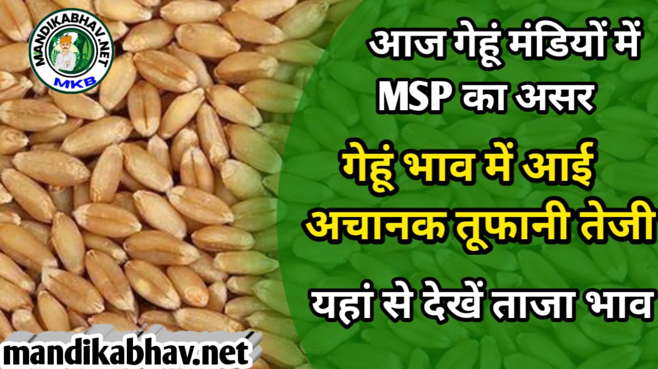 Gehu Mandi rate Today MSP में बढ़ोतरी से आज गेहूं में कितनी तेजी रही