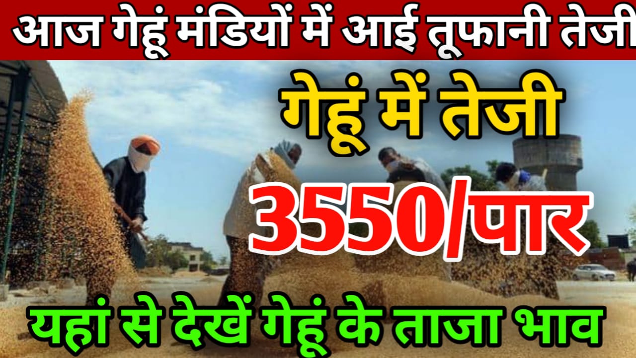 Gehu ka aaj ka Bhav गेहूं मंडी भाव आज गेहूं में देखने को मिली 150 रुपए तक की जबरदस्त तेजी !