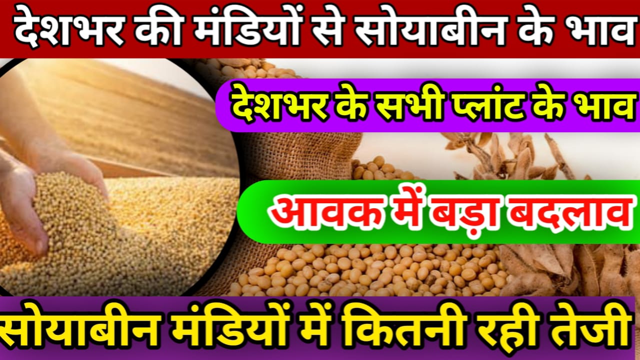 Soyabean mandi rate Today देखें आज मंडी और प्लांट में कितनी तेजी मंदी रही Soyabean mandi rate Today देखें आज मंडी और प्लांट में कितनी तेजी मंदी रही