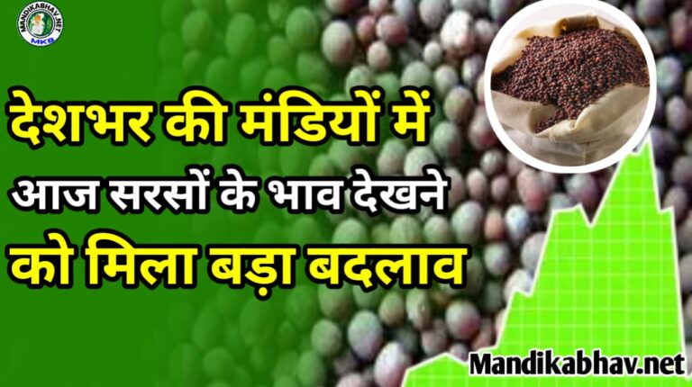 Today Sarso rate समर्थन मूल्य में हुई बढ़ोतरी से आज मंडी प्लांट में कितनी तेजी है