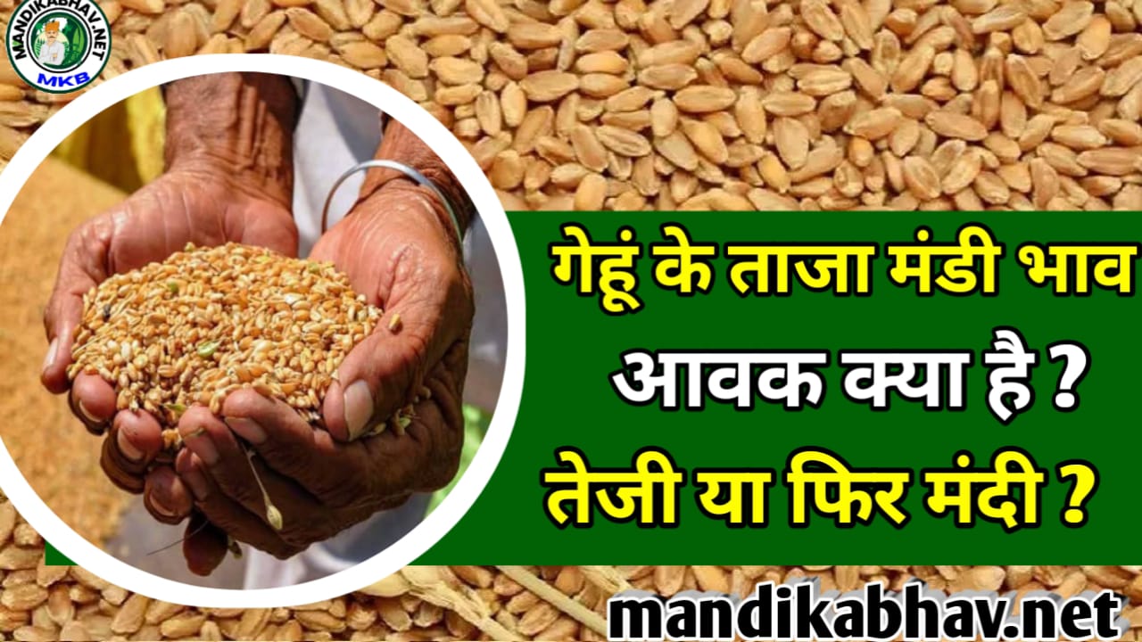 Today gehu ka bhav आज गेहूं मंडियों में देखने को मिला है बड़ा बदलाव यहां से देखें देशभर की मंडियों के ताजा गेहूं भाव