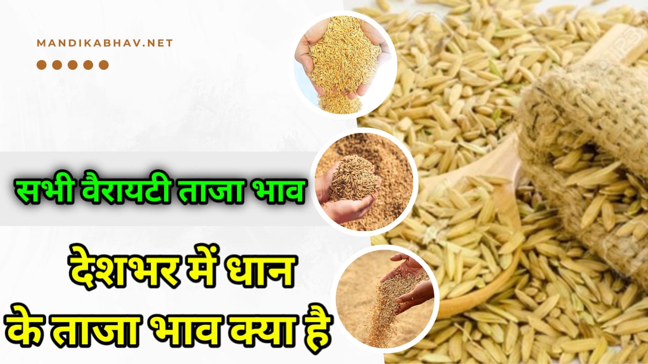 Dhan Ka Bhav : धान के भाव में आज आई जोरदार ₹100 की तेजी जाने भाव !