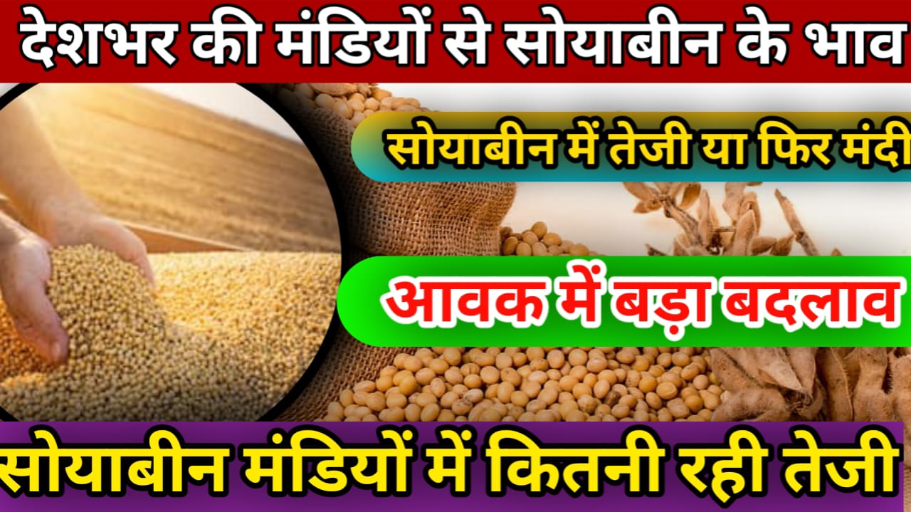 soyabean Rate Today दिवाली से पहले सोयाबीन में बड़ा बदलाव आज आई तेजी !