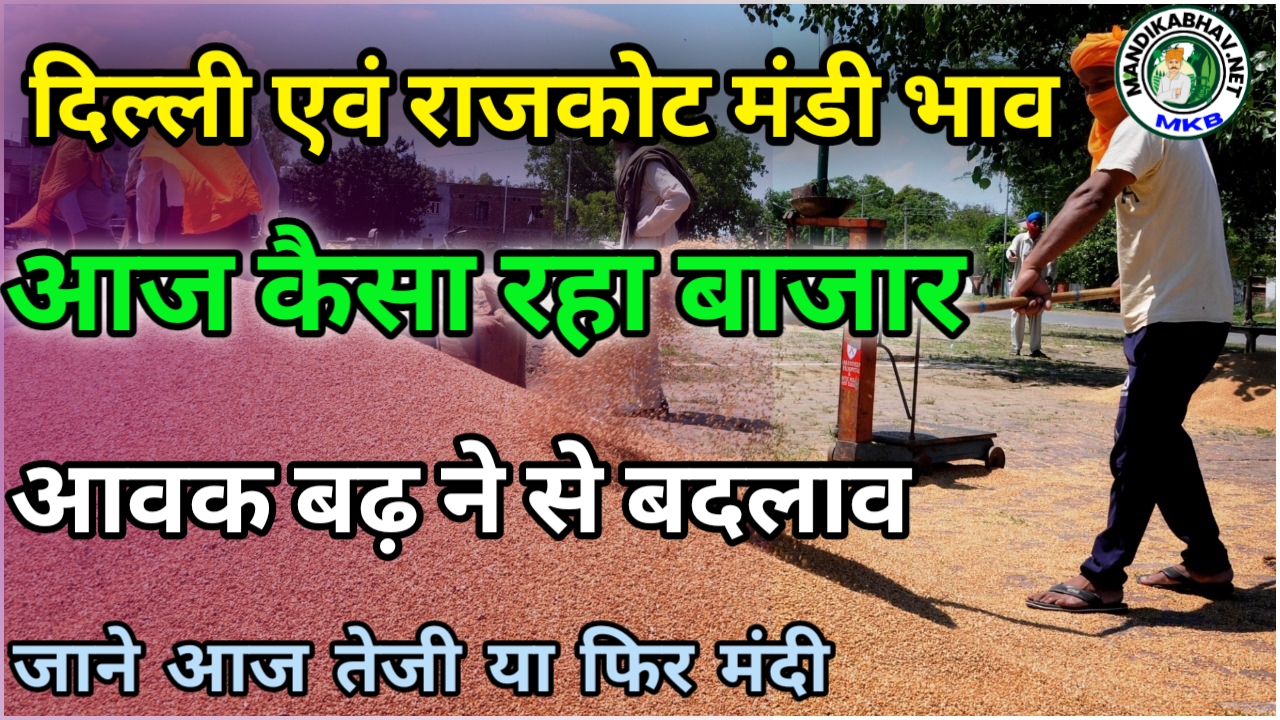 Delhi Rajkot Mandi Update : दिल्ली और राजकोट व्यापार में चना मूंग गेहूं आदि की स्थिति जाने