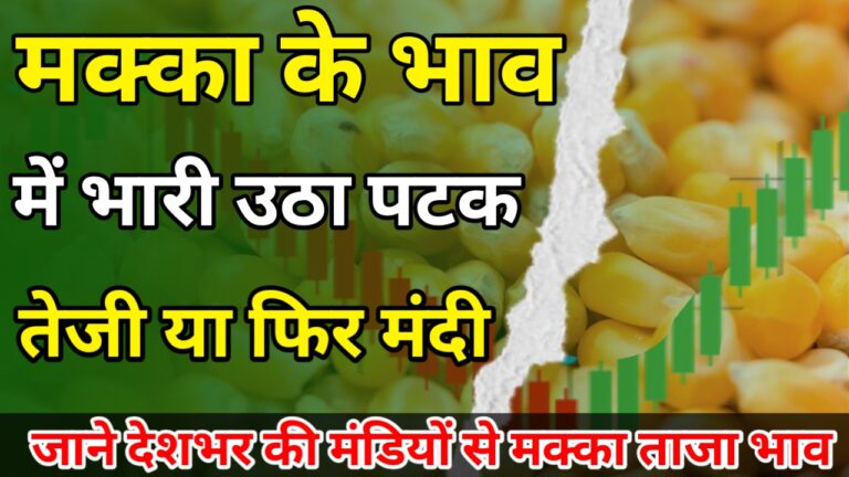 Makka ka aaj ka bhav : देख आज किस मंडी में मक्का बिक रही तेज !