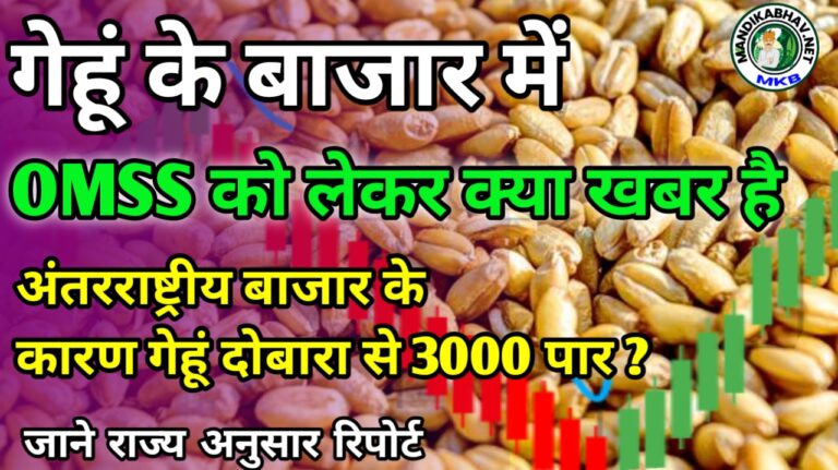 What is the impact of open market sale on wheat market, latest news state wise:गेहूं के बाजार पर ओपन मार्केट सेल का कितना असर है राज्य अनुसार ताजा खबर