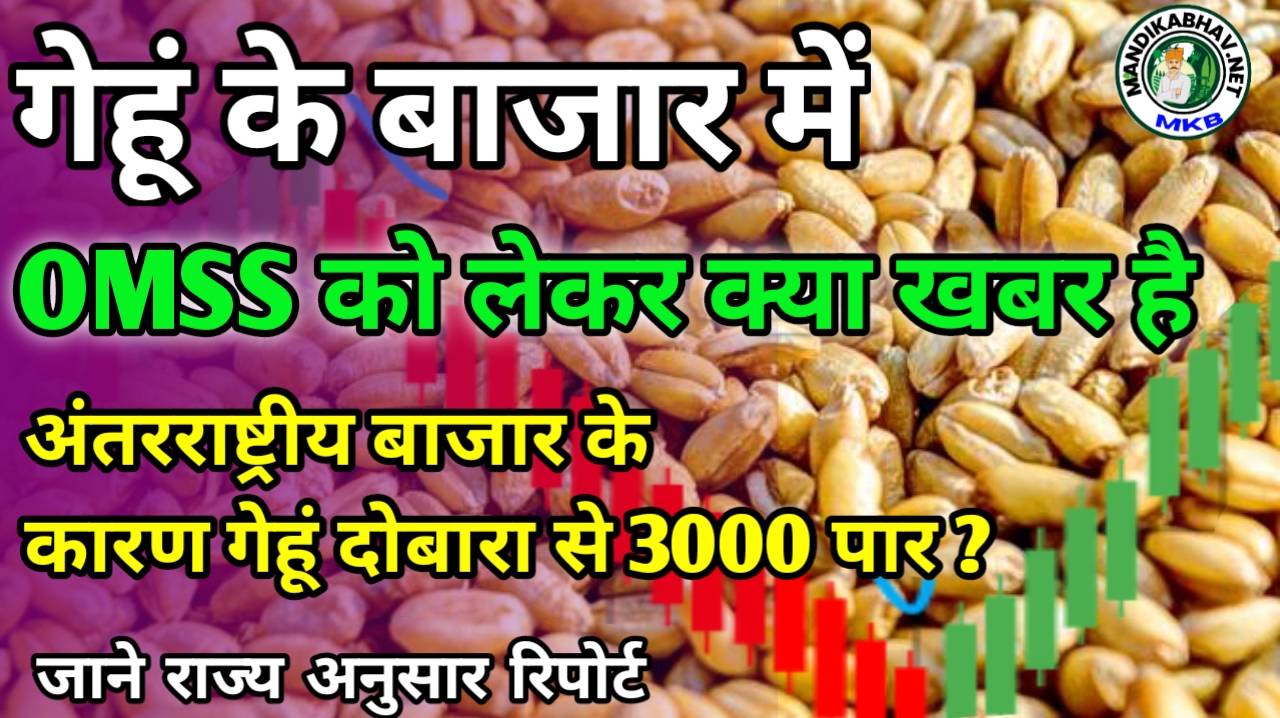 What is the impact of open market sale on wheat market, latest news state wise:गेहूं के बाजार पर ओपन मार्केट सेल का कितना असर है राज्य अनुसार ताजा खबर