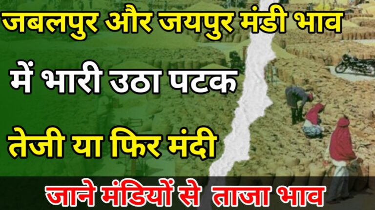 Big change in Jabalpur and Jaipur market, know today's latest price: जबलपुर और जयपुर मंडी में बड़ा बदलाव जाने आज के ताजा भाव