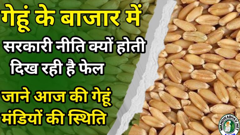 Today's latest wheat market price: आज का ताजा गेहूं मंडी भाव सरकारी नीति होती दिख रही है फेल