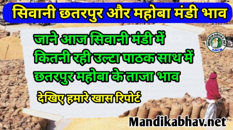 Mandi Update : सिवानी छतरपुर और महोबा व्यापार में चना मूंग गेहूं आदि की स्थिति जाने