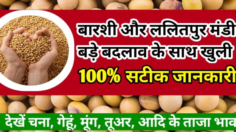 Mandi Update : बारशी और ललितपुर व्यापार में चना मूंग गेहूं आदि की स्थिति जाने