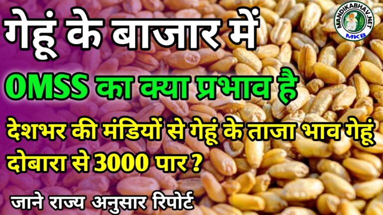 Gehun market New: गेहूं बाजार में ओपन मार्केट सेल का क्या प्रभाव आज देखने को मिला है