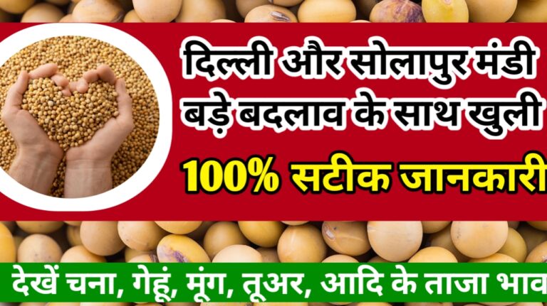 Delhi and Solapur Mandi opened with big changes : दिल्ली और सोलापुर मंडी बड़े बदलाव के साथ खुली जाने ताजा भाव