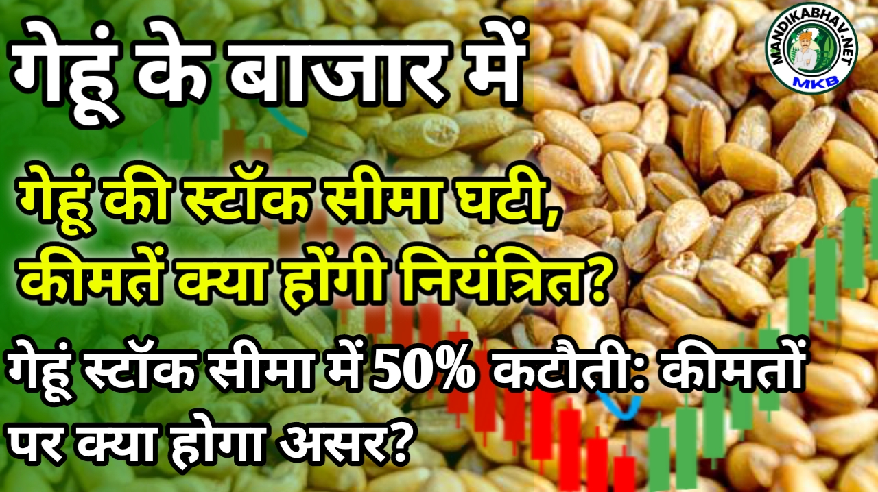 Wheat Market news: गेहूं स्टॉक सीमा में 50% कटौती: कीमतों पर क्या होगा असर ?