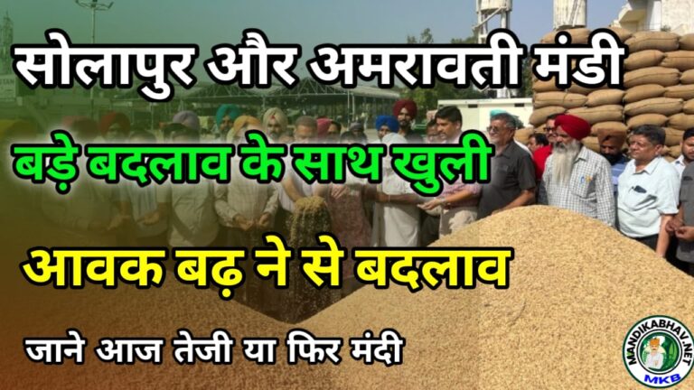 Amravati  solapur mandi rate today सोलापुर अमरावती मंडी आज तुवर चना और बाकी जींस क्या बिक रहे हैं