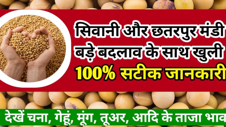 Chatarpura and sivani mandi ka bhav