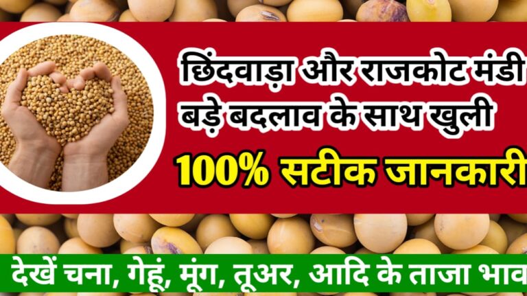 Chindavada and Rajkot Mandi Bhav छिंदवाड़ा और राजकोट मंडी आज क्या खुले !