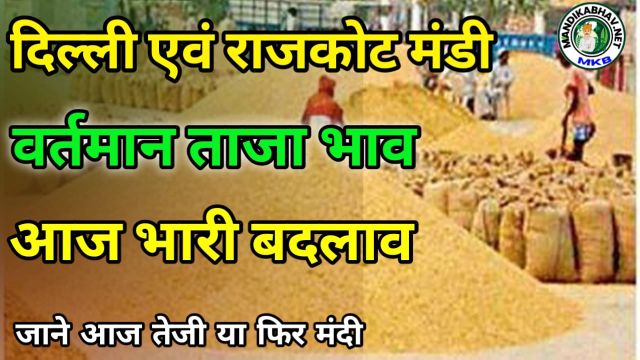 Delhi Rajkot Market Update दिल्ली और राजकोट व्यापार में चना मूंग गेहूं की स्थिति जाने !