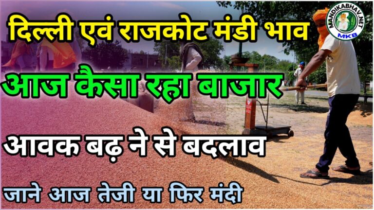 Delhi Rajkot market bhav  दिल्ली और राजकोट मंडी में चना मूंग गेहूं की स्थिति जाने !