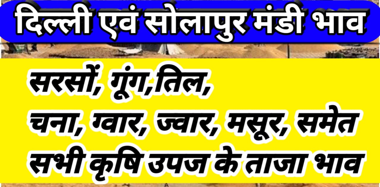 Delhi Solapur Market report  आज दिल्ली सोलापुर में कितना उतार-चढ़ाव रहा जाने !