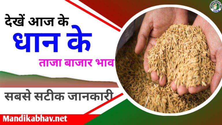 Dhan Commodity Trade Today in Mandi