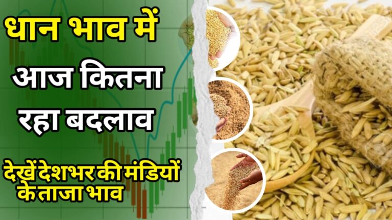 Dhan Ka Bhav  आज धान में क्या रहा माहौल जाने !