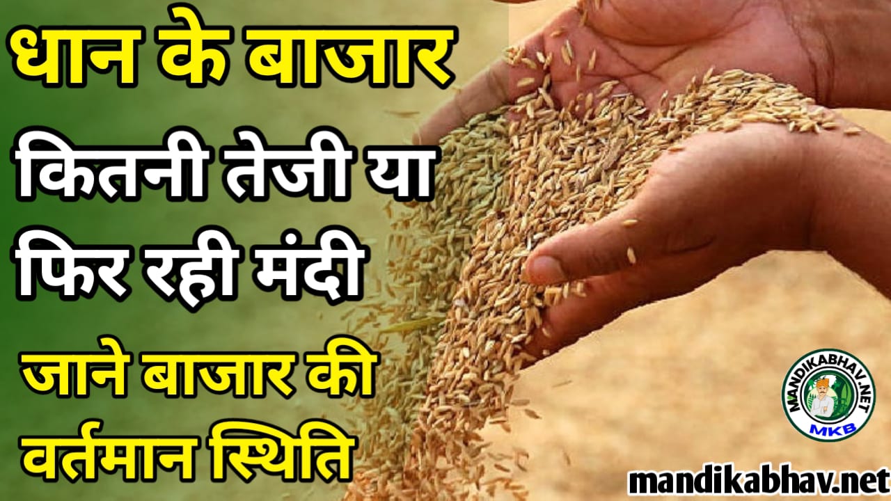 Dhan Ka Bhav धान के सभी मंडियो में कहां कितनी रही तेज !