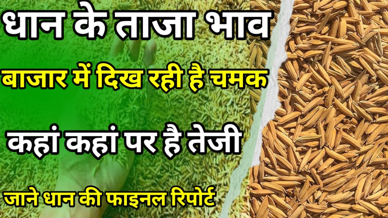 Dhan ka aaj ka Bhav