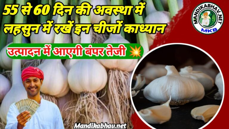 Garlic Crop 2025