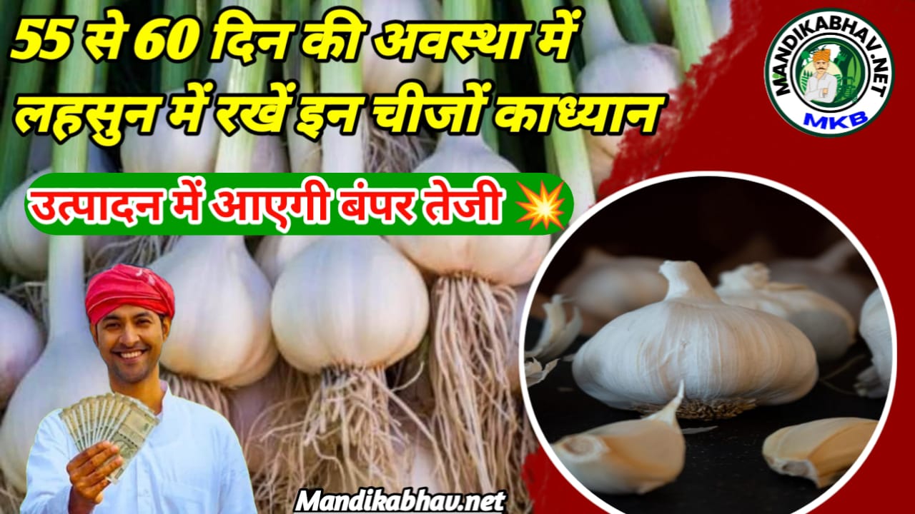 Garlic Crop 2025