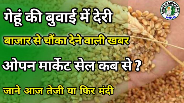 Gehu Bhav report गेहूं भाव और निर्यात तथा बुवाई रिपोर्ट भाव पर ऐसा रहेगा असर !